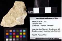 Foto (Objket + Etiketten) von Decapoda indet. 